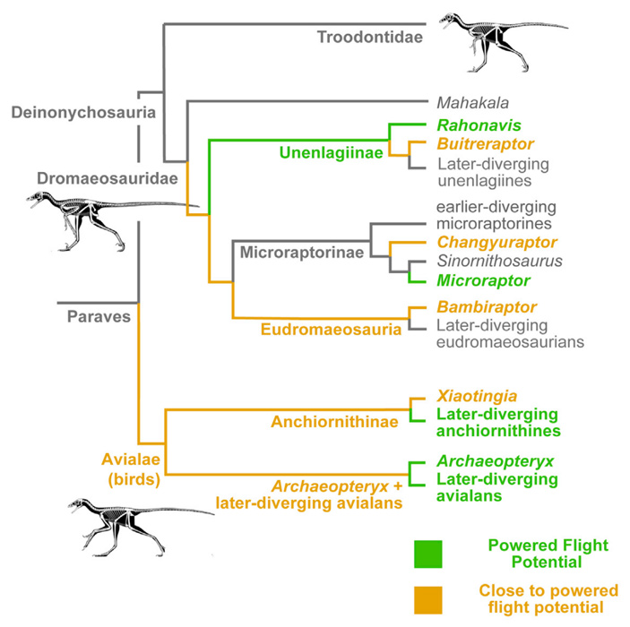 Рис. 6. Эволюционное древо Paraves, на котором выделены группы, обладающие потенциалом к активному полету