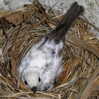 Мухоловка-лейкист