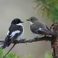 Пара мухоловок-пеструшек