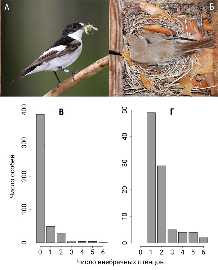 Рис. 1. Мухоловка-пеструшка (Ficedula hypoleuca) и фенотипическая изменчивость числа внебрачных потомков