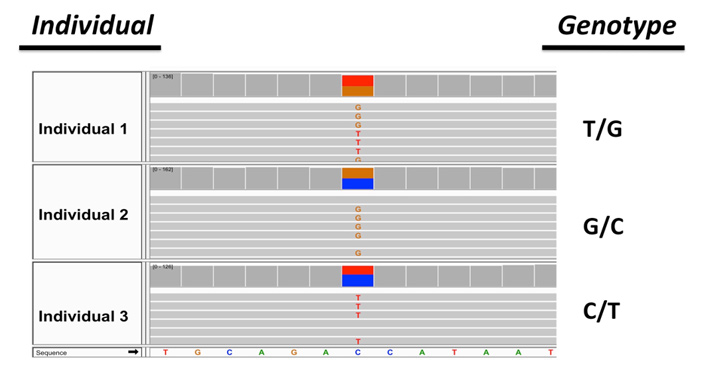 Рис. 3. Пример трехаллельного сайта