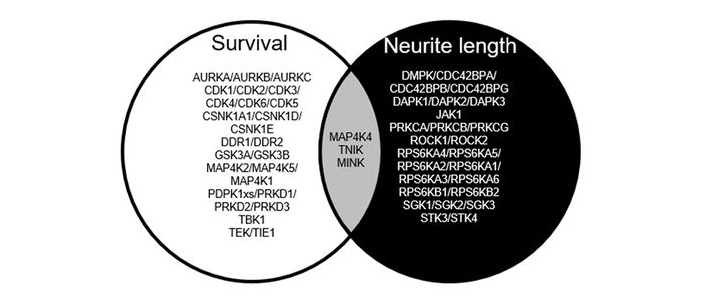 Рис. 3. Основные киназ, обнаруженные при анализе скринингов выживаемости и длины отростков нейронов