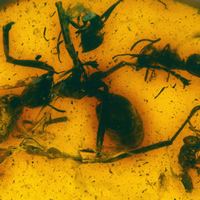 Драка муравьев