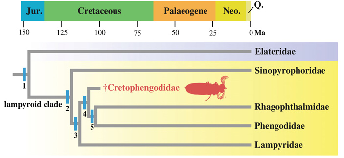 Рис. 3. Филогенетическое древо продвинутых элатероидных жуков