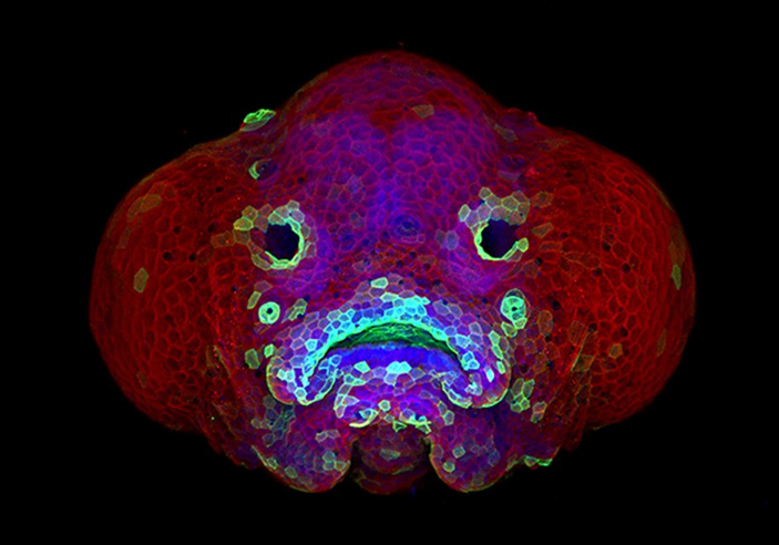 Голова личинки данио-рерио (Danio rerio)