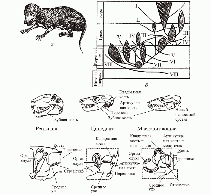 Рис. 4. Схема «маммализации териодонтов» по Л. П. Татаринов