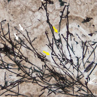 Рис. 1. Исходный материал, в котором ученые нашли ранние сухопутные грибы