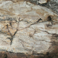 Ходы неизвестных животных в кварцитах группы Маунт-Баррен на юго-западе Австралии