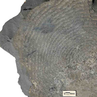 Глинистые сланцы раннепротерозойской формации Франсвиль