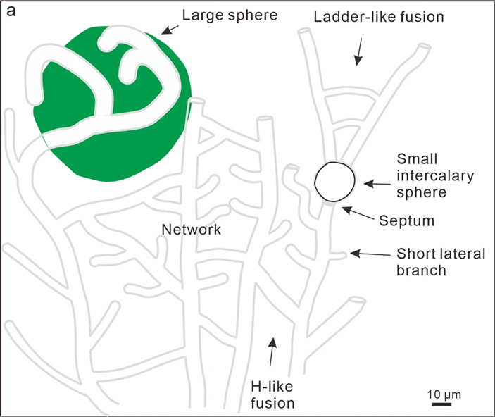 Рис. 3. Реконструкция формы нитей и сфер