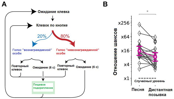 Рис. 3. Схема эксперимента на различение по голосу двух групп особей