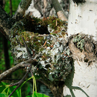 <b>Рис. 1</b>. Гнезда зяблика