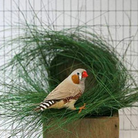 Гнездо зебровой амадины