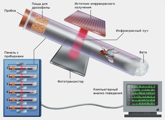 Рис. 1. Схема установки для изучения двигательной активности мух