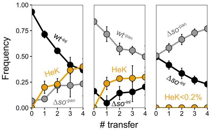 Рис. 5. Частота встречаемости ядер дикого типа (wt) и читеров (Δso)