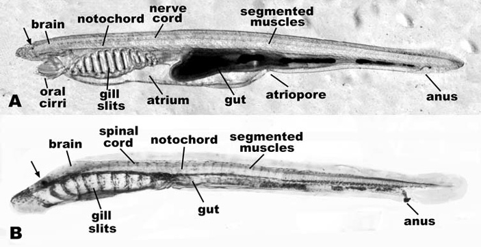 Рис. 2. Молодой ланцетник Branchiostoma floridae и личинка-пескоройка миноги Lampetra japonica