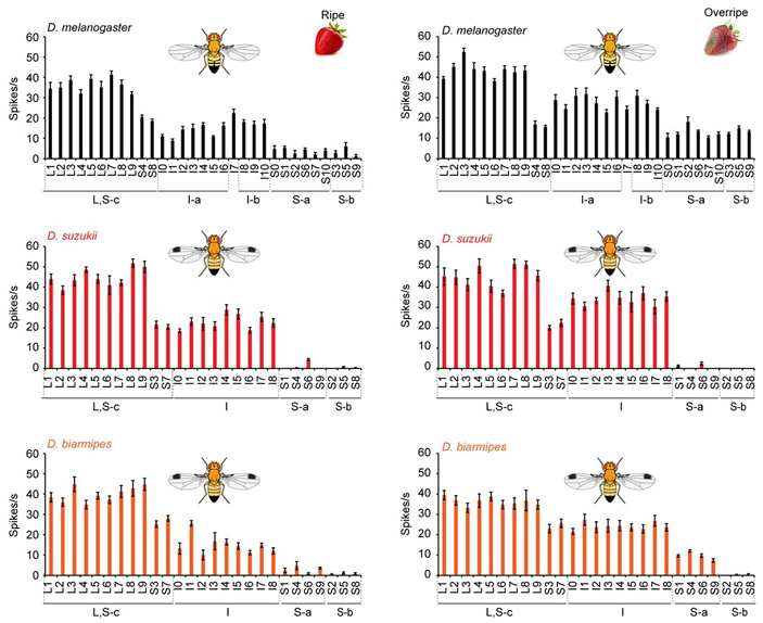Рис. 7. Электрофизиологический ответ вкусовых сенсилл губы дрозофил трех видов в ответ на сложный вкусовой раздражитель
