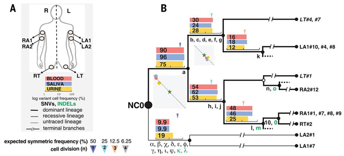 Рис. 1. Восстановленная родословная клеток в теле 66-летней женщины