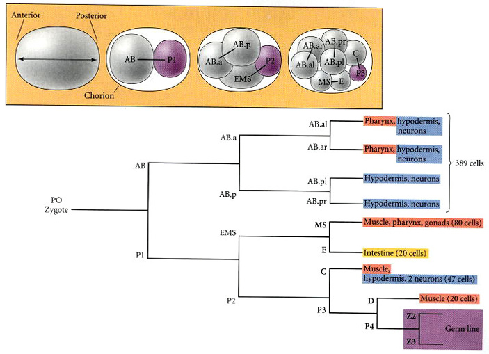 Рис. 3. Дробление аскариды