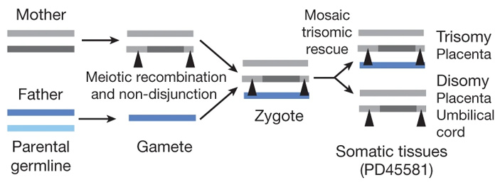 Рис. 7. Зарождение трисомии и спасение от нее