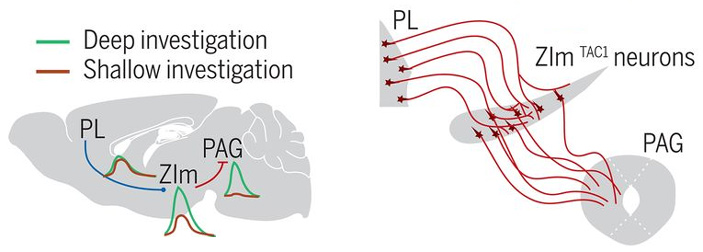Рис. 4. Схема нейронного контура, участвующего в организации исследовательского поведения
