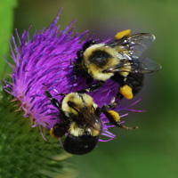 Шмели — социальные насекомые