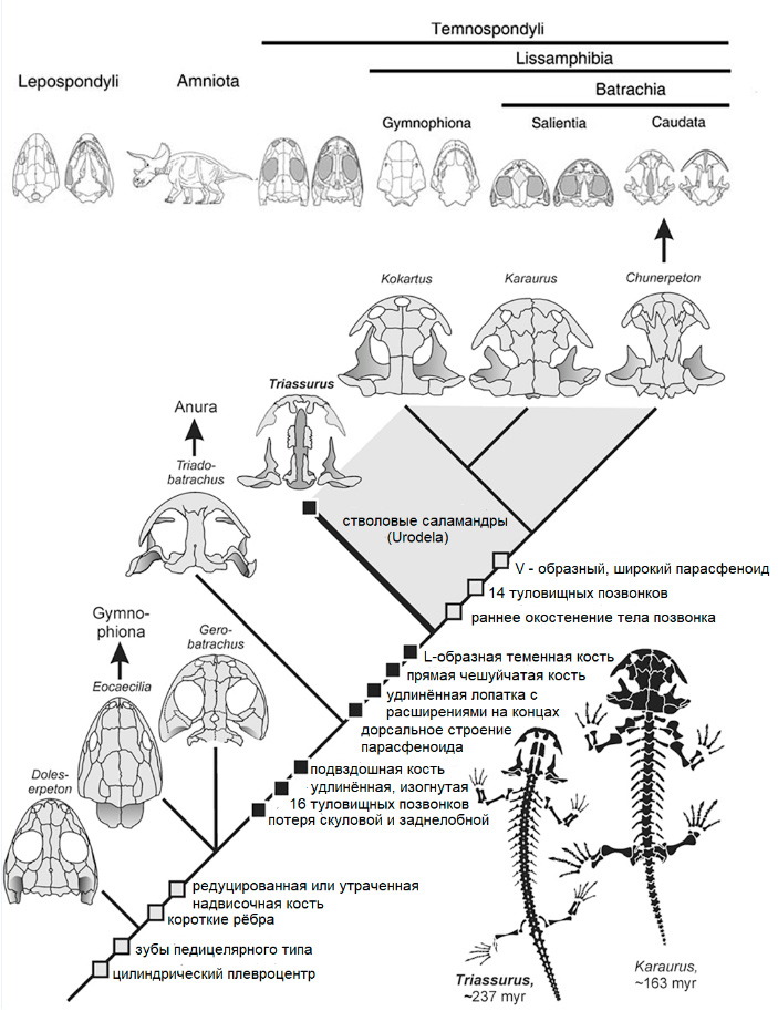 Рис. 2. Эволюционная история лиссамфибий с учетом новых данных
