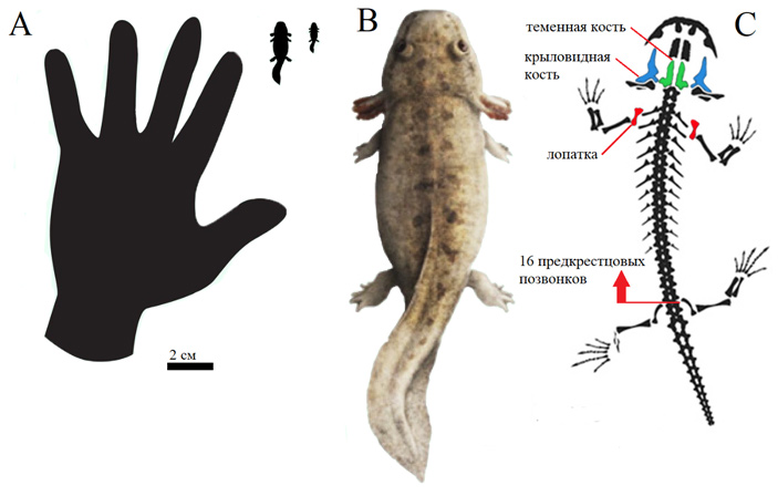Рис. 3. Реконструкция внешнего вида триассуруса