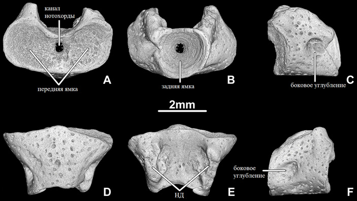 Рис. 4. Модель атланта Egoria malashichevi