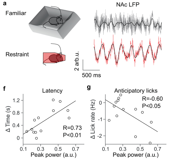 Рис. 2. Вызванные стрессом колебания LFP в прилежащем ядре (NAc) позволяют предсказать выраженность послестрессовой ангедонии