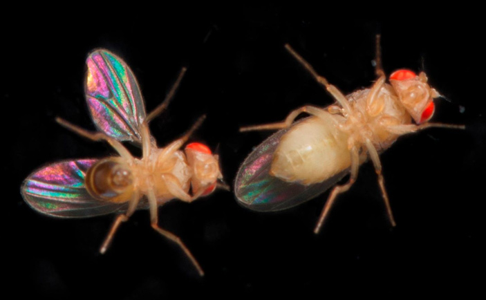 Рис. 1. Когда самка дрозофилы решает, как ей реагировать на мужские ухаживания, она учитывает множество факторов, включая свое собственное состояние