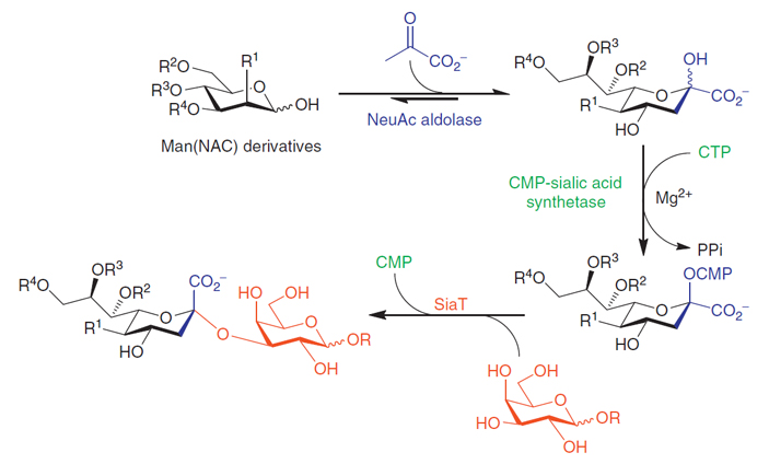 Рис. 4. Схема преобразования N-ацетилманнозамина в сиаловую кислоту