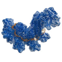 Генных дел мастерицы