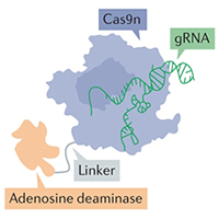 Рис. 1. Схема редактирования генома с помощью системы CRISPR/Cas9