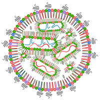 Рис.1. Генетическое редактирование с помощью системы CRISPR/Cas9