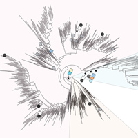 Филогенетическое дерево семейства эндонуклеаз IscB