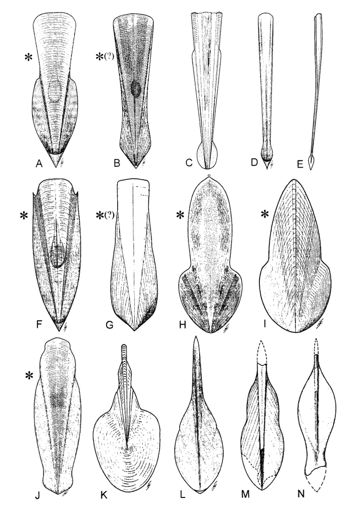 Рис. 3. Разнообразие гладиусов юрских и меловых колеоидей