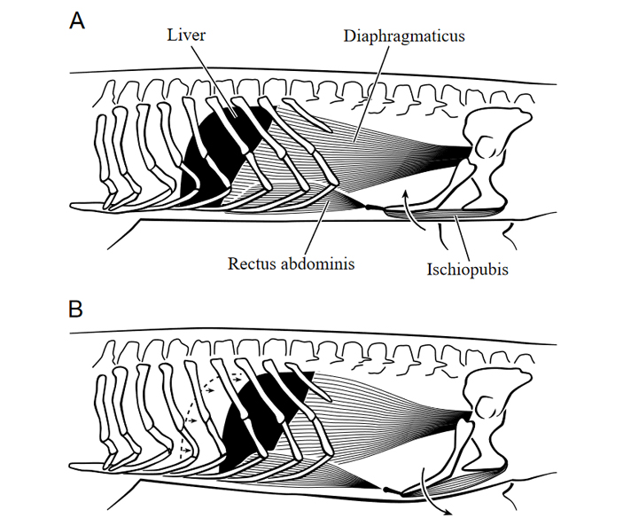 Рис. 2. Схематическое изображение «печеночного поршня»
