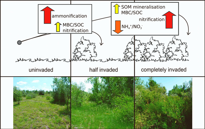 Рис. 2. Изменение свойств почвы на разных стадиях инвазии аморфы кустарниковой