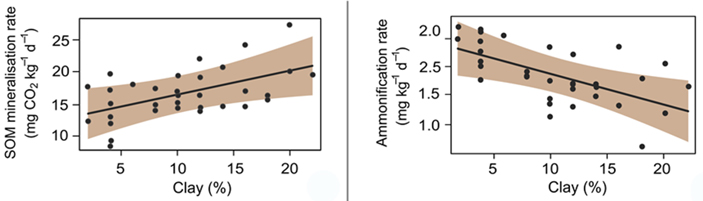 Рис. 5. Зависимость скорости минерализации и скорости аммонификации от процента содержания глины в почве