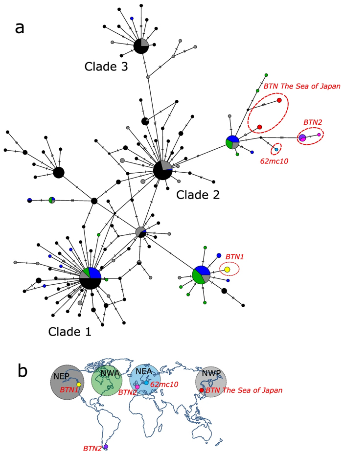 Рис. 11. Гаплотипическая сеть для диссеминированной неоплазии гемоцитов мидий