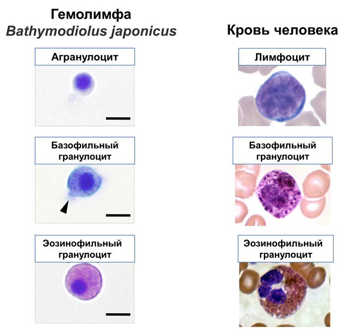 Рис. 3. Сравнение гемоцитов двустворчатого моллюска и лейкоцитов человека