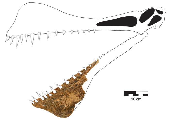 Найденный фрагмент челюсти таппунгаки