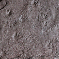 Рис. 1. Возможно, оставившее ископаемые следы существо было похоже на современных ящериц, хотя на деле приходилось им лишь очень отдаленной родней