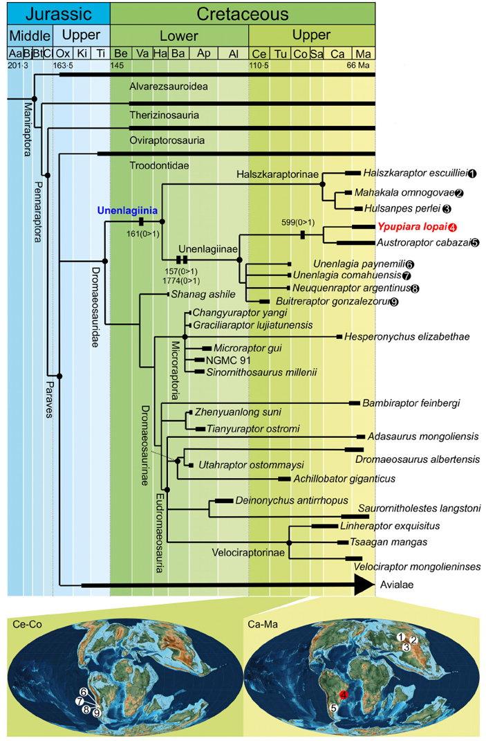 Филогенетическое древо манирапторов и местоположение находок уненлагиин