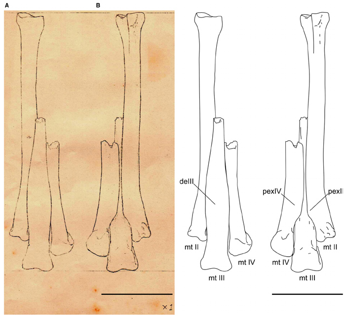 Незаконченная зарисовка голотипа «лопазавра»