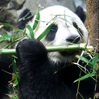 Конвергенция