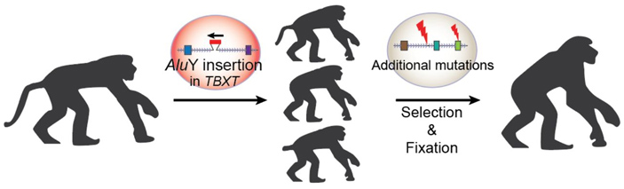 Рис. 6. Вероятный сценарий хода эволюционных событий, в результате которого у гоминоидов исчез хвост