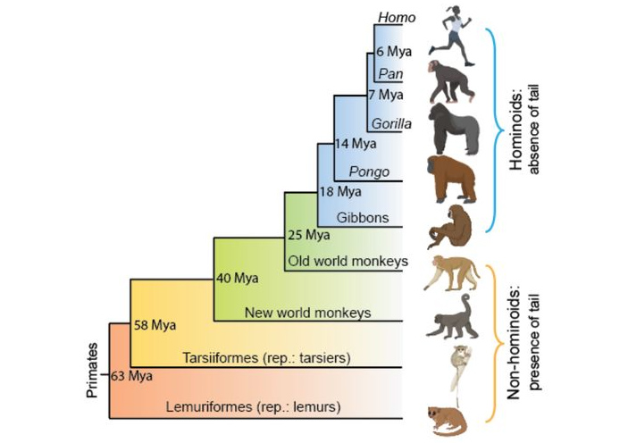 Рис. 2. Филогенетическое дерево приматов