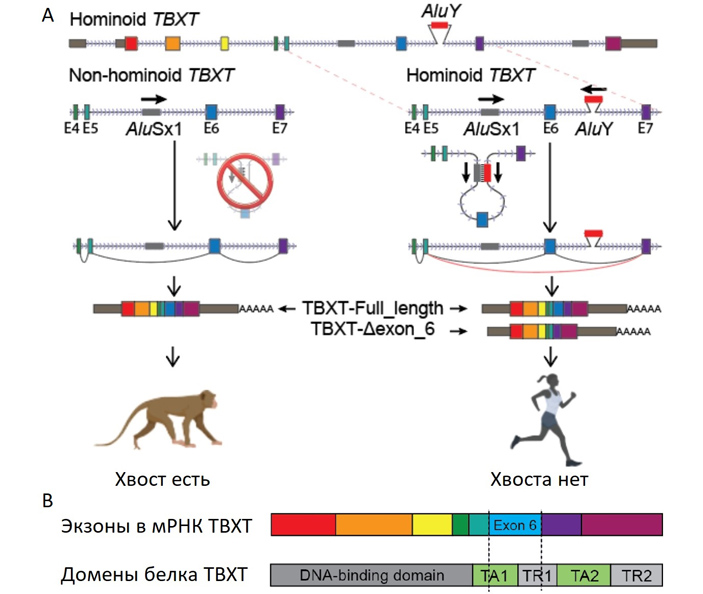 Рис. 3. Теоретический сценарий изменения получаемых продуктов гена при вставке мобильного элемента AluY